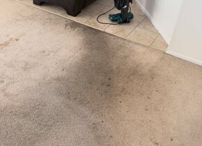 Pet Stain & Odor Removal in Goose Creek, SC
