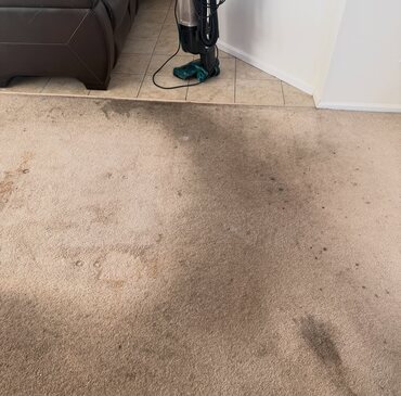Pet Stain & Odor Removal job in progress