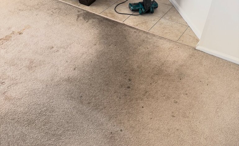 Pet Stain & Odor Removal in Goose Creek, SC